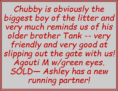 Text Box: Chubby is obviously the biggest boy of the litter and very much reminds us of his older brother Tank -- very friendly and very good at slipping out the gate with us! Agouti M w/green eyes. SOLD Ashley has a new running partner!