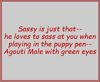 Text Box: Sassy is just that-- 
he loves to sass at you when playing in the puppy pen-- Agouti Male with green eyes 