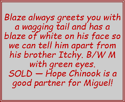 Text Box: Blaze always greets you with a wagging tail and has a blaze of white on his face so we can tell him apart from his brother Itchy. B/W M with green eyes. SOLD  Hope Chinook is a good partner for Miguel!