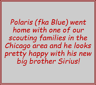 Text Box: Polaris (fka Blue) went home with one of our scouting families in the Chicago area and he looks pretty happy with his new big brother Sirius!