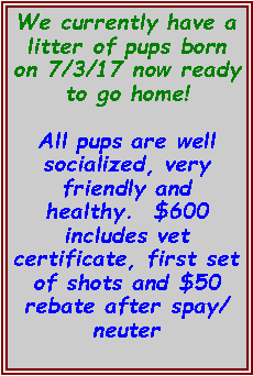 Text Box: We currently have a litter of pups born on 7/3/17 now ready to go home!All pups are well socialized, very friendly and healthy.  $600 includes vet certificate, first set of shots and $50 rebate after spay/neuter