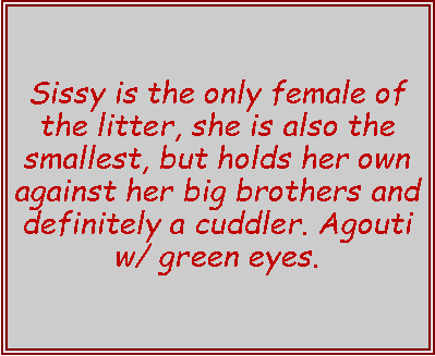 Text Box: Sissy is the only female of the litter, she is also the smallest, but holds her own against her big brothers and definitely a cuddler. Agouti w/ green eyes. 